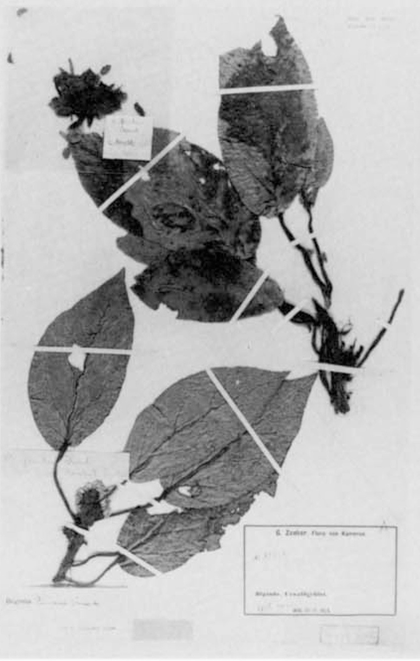 B. zenkeriana